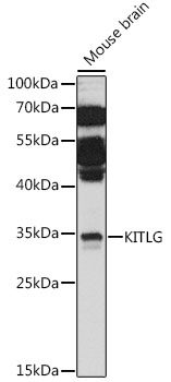 KITLG Polyclonal Antibody (E-AB-91484)