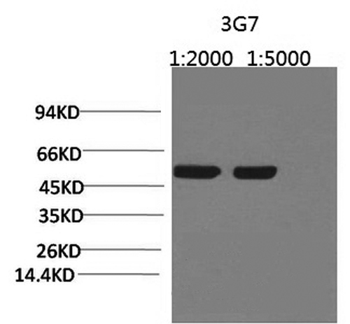 Rubisco (Large Chain) Monoclonal Antibody (E-AB-22122)