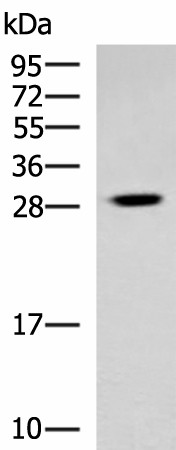 TBCB Polyclonal Antibody (E-AB-18621)