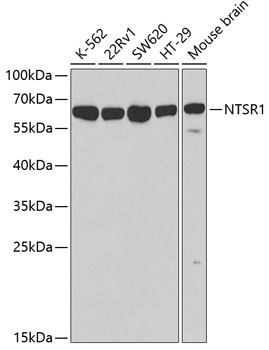 NTSR1 Polyclonal Antibody (E-AB-60824)