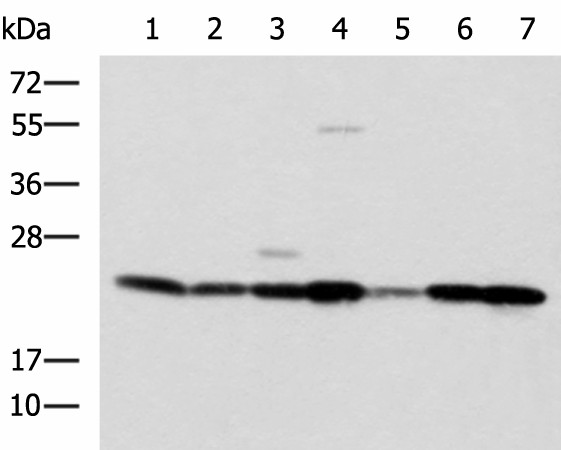 ATP5O Polyclonal Antibody (E-AB-53090)