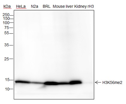 Recombinant Histone H3 (Di Methyl Lys56) Monoclonal Antibody (AN302109L)