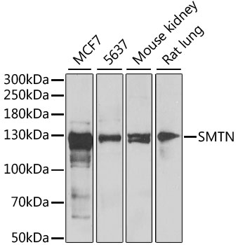 SMTN Polyclonal Antibody (E-AB-62920)