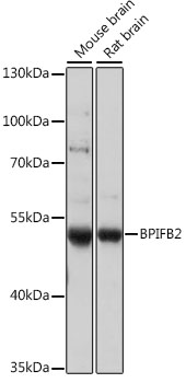 BPIFB2 Polyclonal Antibody (E-AB-91447)