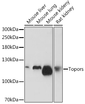 Topors Polyclonal Antibody (E-AB-92079)