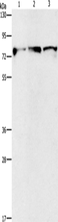 KIF3A Polyclonal Antibody (E-AB-10420)