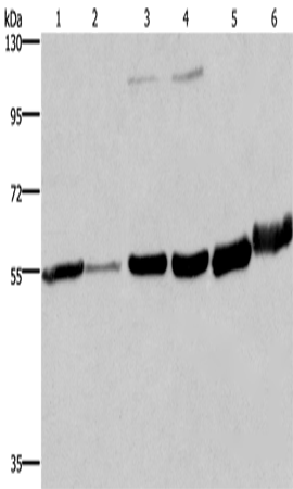 MCHR1 Polyclonal Antibody (E-AB-13405)
