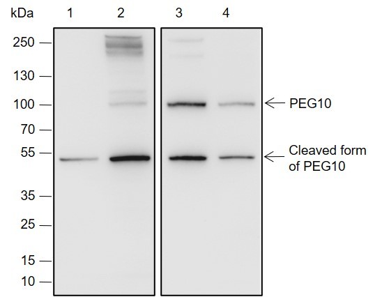 Recombinant PEG10 Monoclonal Antibody (AN301959L)