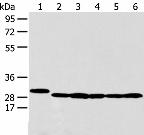 PRDX4 Polyclonal Antibody (E-AB-53411)