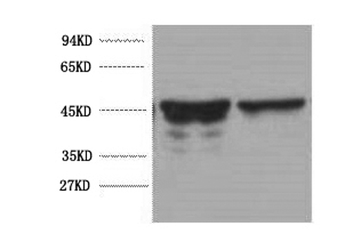 GFAP Monoclonal Antibody (E-AB-22022)