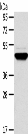 TM7SF2 Polyclonal Antibody (E-AB-16924)