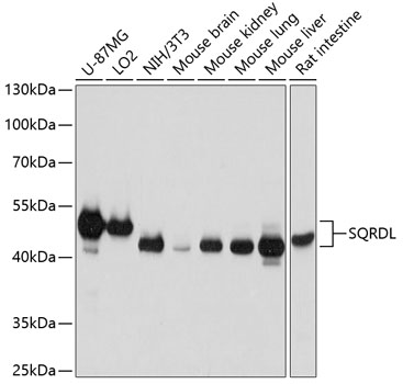 SQRDL Polyclonal Antibody (E-AB-63946)