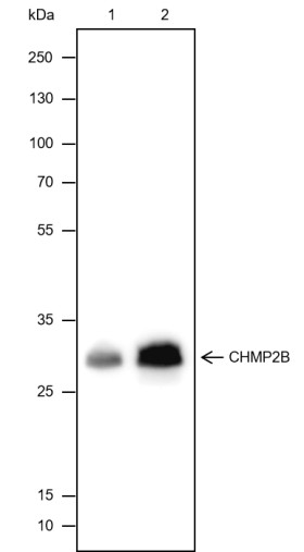 Recombinant CHMP2B Monoclonal Antibody (AN301733L)