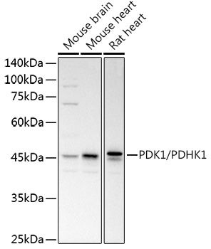 PDK1/PDHK1 Polyclonal Antibody (E-AB-90030)