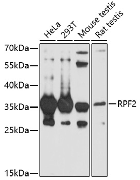 RPF2 Polyclonal Antibody (E-AB-91736)