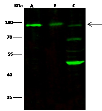Recombinant NCAM1/CD56 Monoclonal Antibody (AN300292P)
