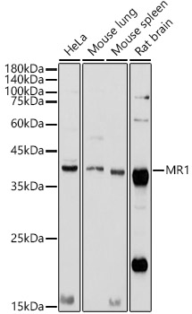 MR1 Polyclonal Antibody (E-AB-92827)