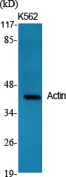 Actin Polyclonal Antibody (E-AB-30419)