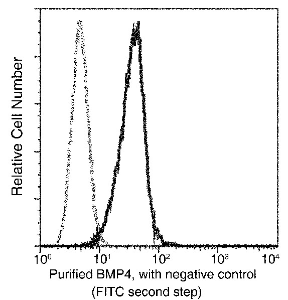 BMP-4 Monoclonal Antibody (AN200042P)