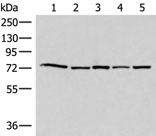 ATMIN Polyclonal Antibody (E-AB-52768)