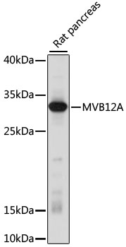 MVB12A Polyclonal Antibody (E-AB-66630)