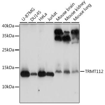 TRMT112 Polyclonal Antibody (E-AB-90796)