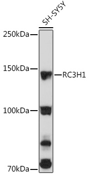 RC3H1 Polyclonal Antibody (E-AB-91210)
