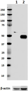 Purified anti-IRF4 Antibody (646402)