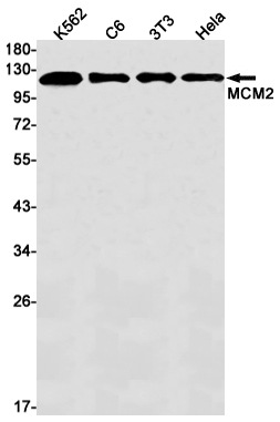 Recombinant MCM2 Monoclonal Antibody (E-AB-81581)