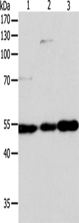 GSR Polyclonal Antibody (E-AB-14115)