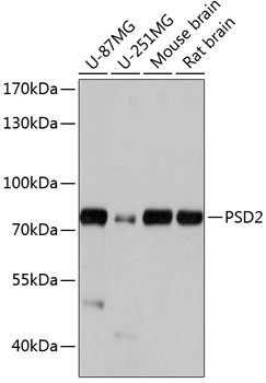 PSD2 Polyclonal Antibody (E-AB-65003)