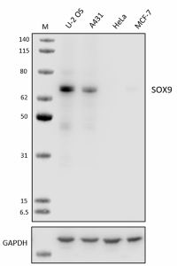 Purified anti-SOX9 Antibody (648707)