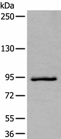 ZBTB10 Polyclonal Antibody (E-AB-19551)