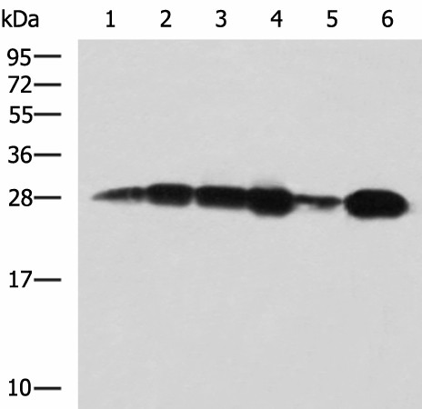 MMAB Polyclonal Antibody (E-AB-53117)