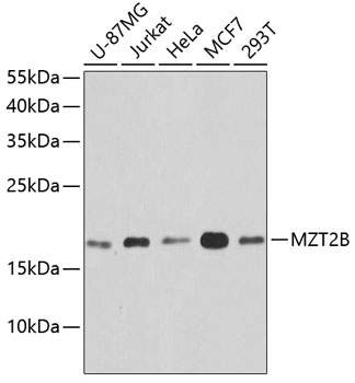 MZT2B Polyclonal Antibody (E-AB-65649)