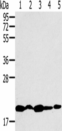 RNF5 Polyclonal Antibody (E-AB-16760)