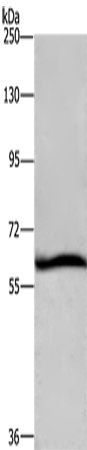 DCP1A Polyclonal Antibody (E-AB-14933)