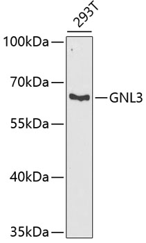 GNL3 Polyclonal Antibody (E-AB-61979)