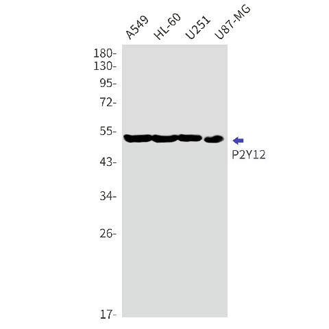 Recombinant P2Y12 Monoclonal Antibody (E-AB-81591)