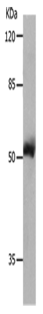 MMP8 Polyclonal Antibody (E-AB-15777)