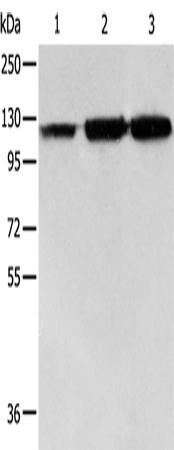 HSP105 Polyclonal Antibody (E-AB-10380)