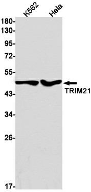 Recombinant TRIM21 Monoclonal Antibody (E-AB-81491)