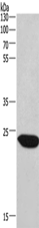CHMP1A Polyclonal Antibody (E-AB-14870)