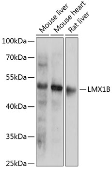 LMX1B Polyclonal Antibody (E-AB-90722)