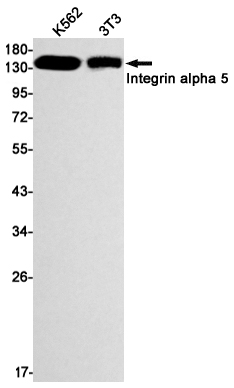 Recombinant Integrin alpha 5 Monoclonal Antibody (E-AB-81573)