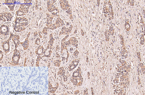 CD5 Monoclonal Antibody (E-AB-22099)