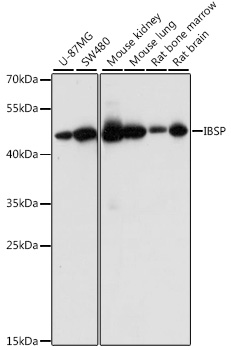 IBSP Polyclonal Antibody (E-AB-66728)