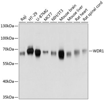 WDR1 Polyclonal Antibody (E-AB-63644)