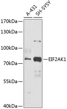 EIF2AK1 Polyclonal Antibody (E-AB-90737)