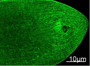 MYH pan Monoclonal Antibody (E-AB-22021)